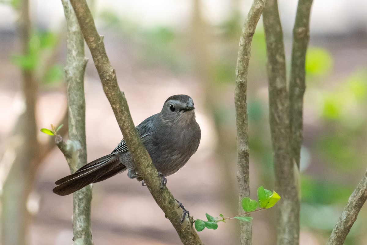 Gray Catbird - ML620719386