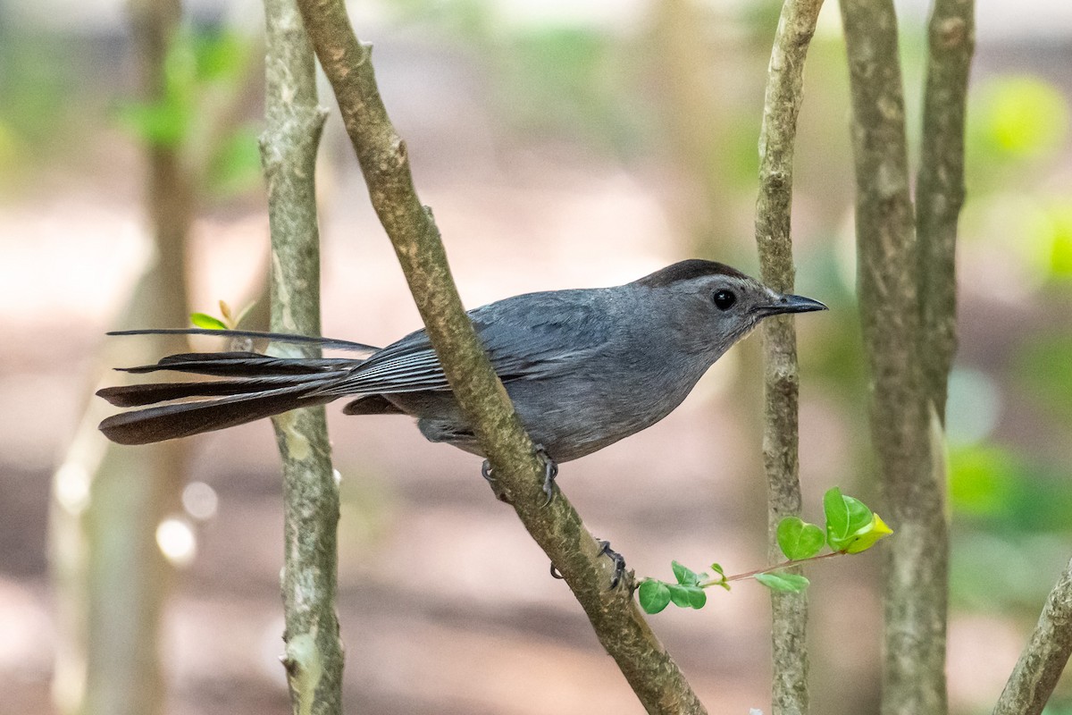 Gray Catbird - ML620719387