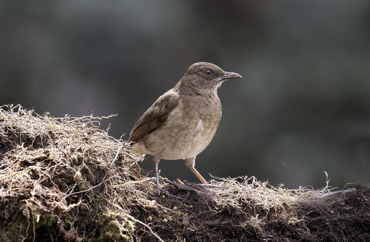 Black-billed Thrush - ML620719388