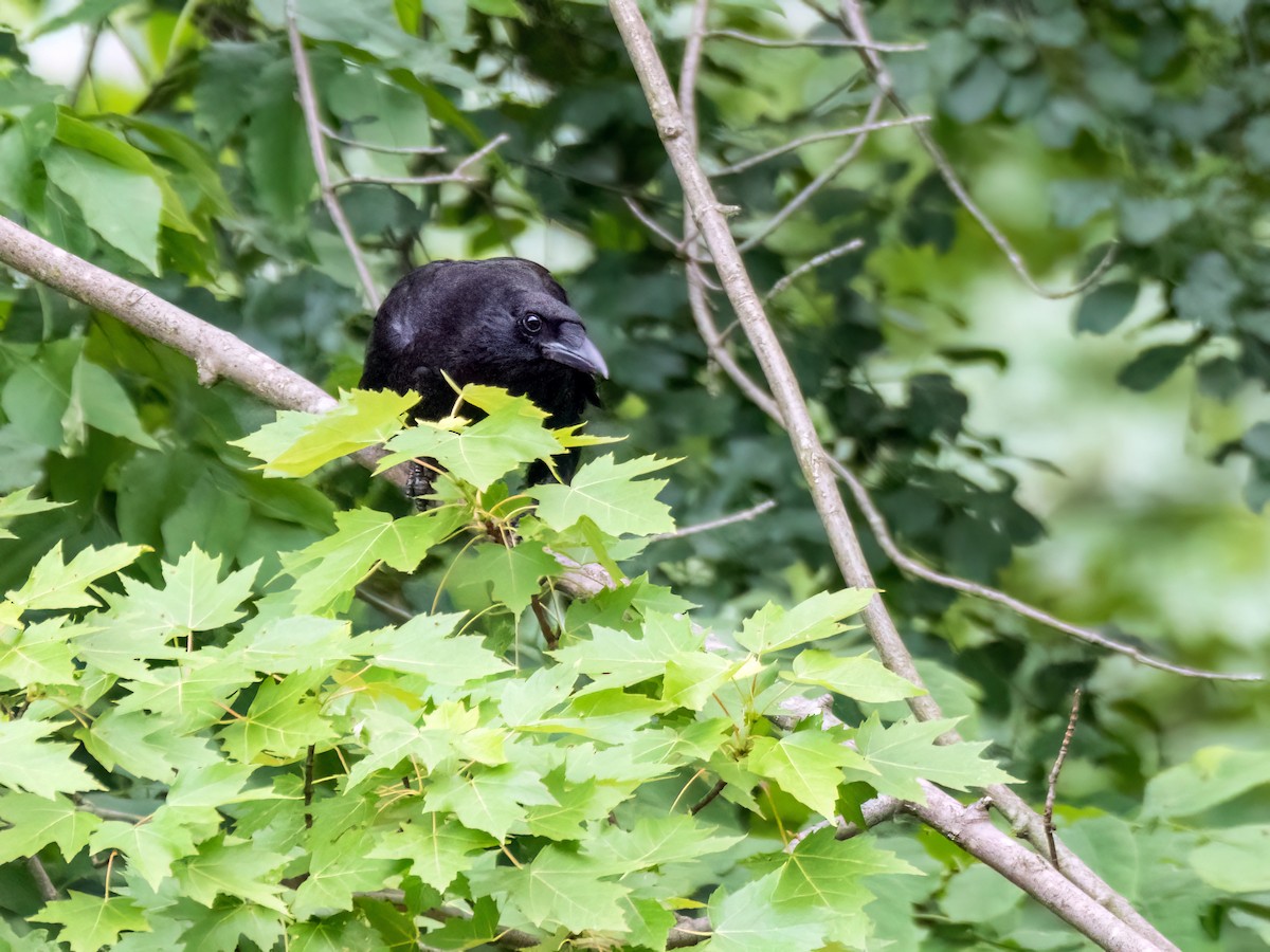 American Crow - ML620719390