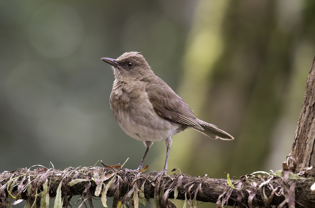 Black-billed Thrush - ML620719391