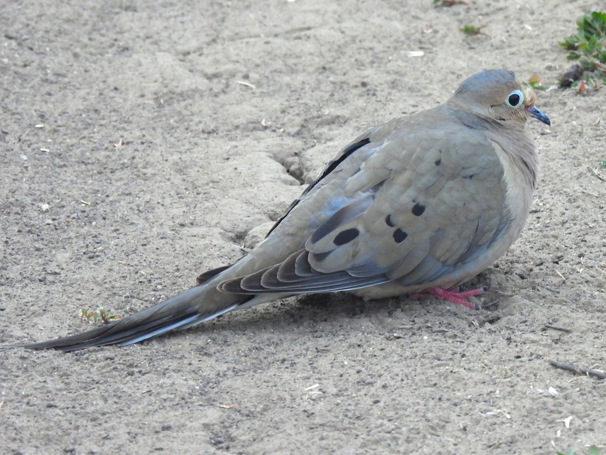 Mourning Dove - ML620719398