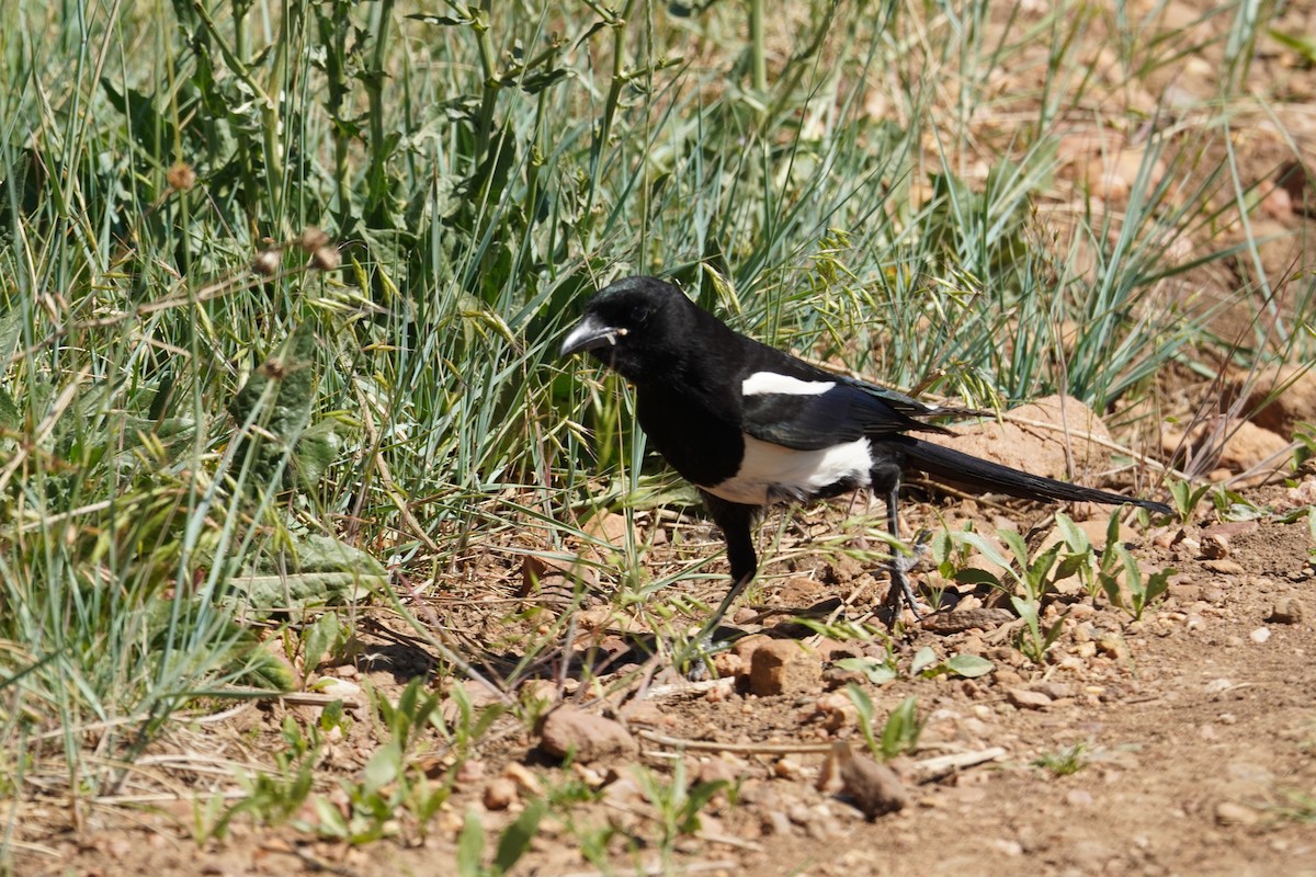 Black-billed Magpie - Kristy Dhaliwal