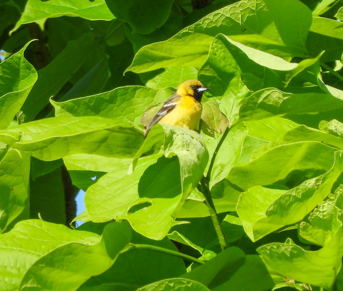 Orchard Oriole - ML620719403