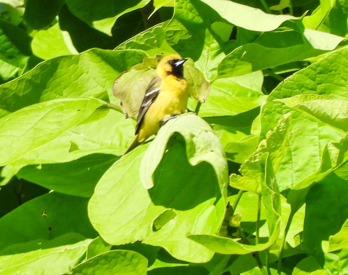 Orchard Oriole - ML620719404