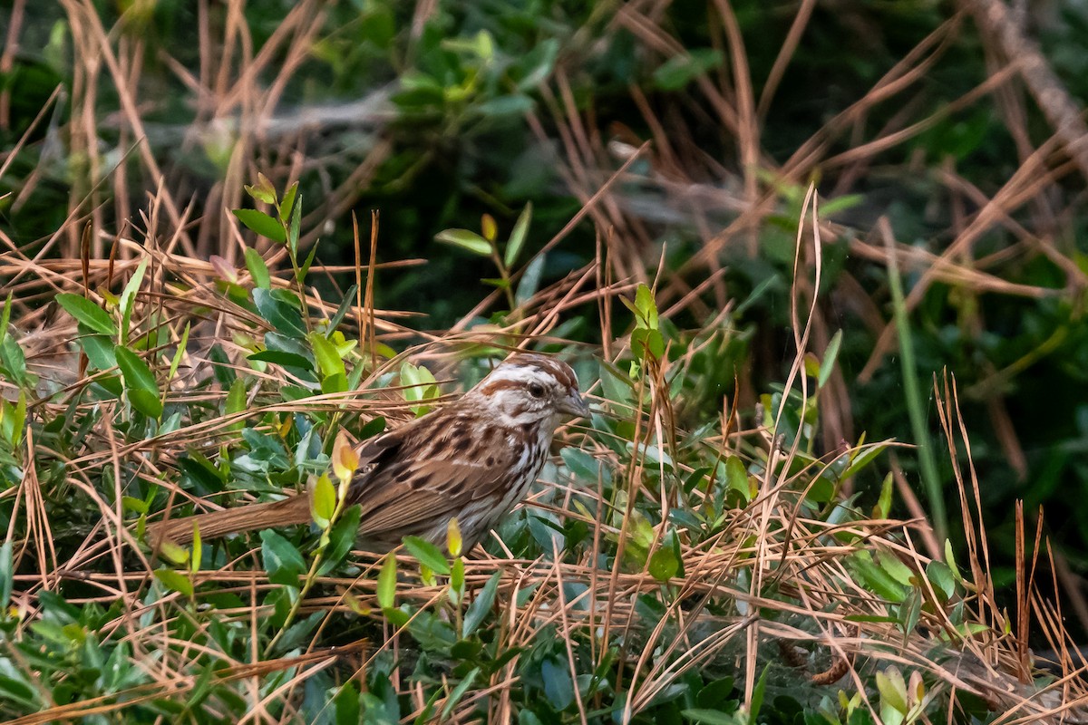 Song Sparrow - ML620719405