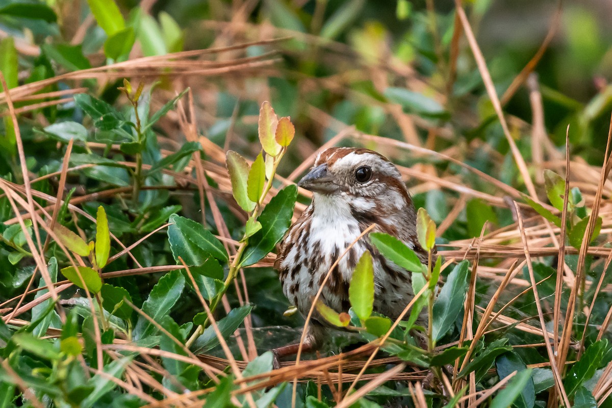 Song Sparrow - ML620719406