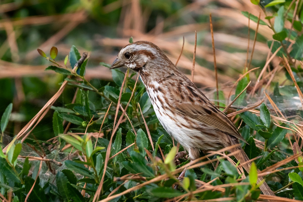 Song Sparrow - ML620719407