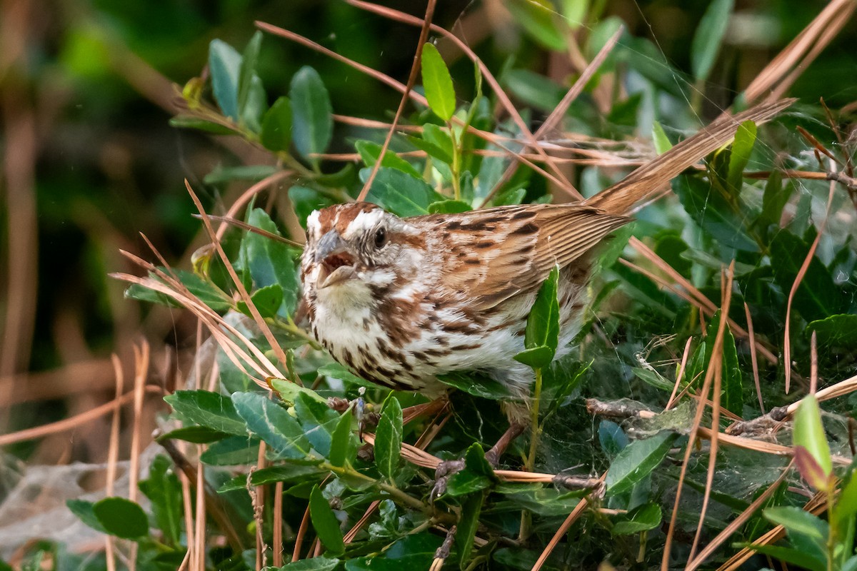 Song Sparrow - ML620719409