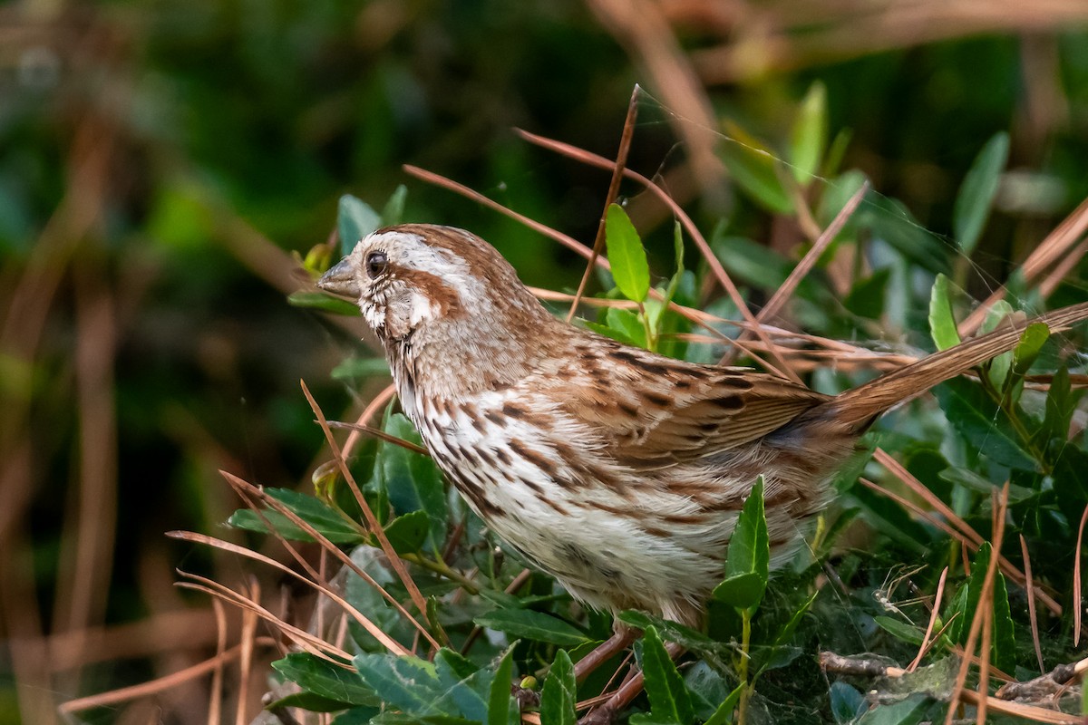 Song Sparrow - ML620719410