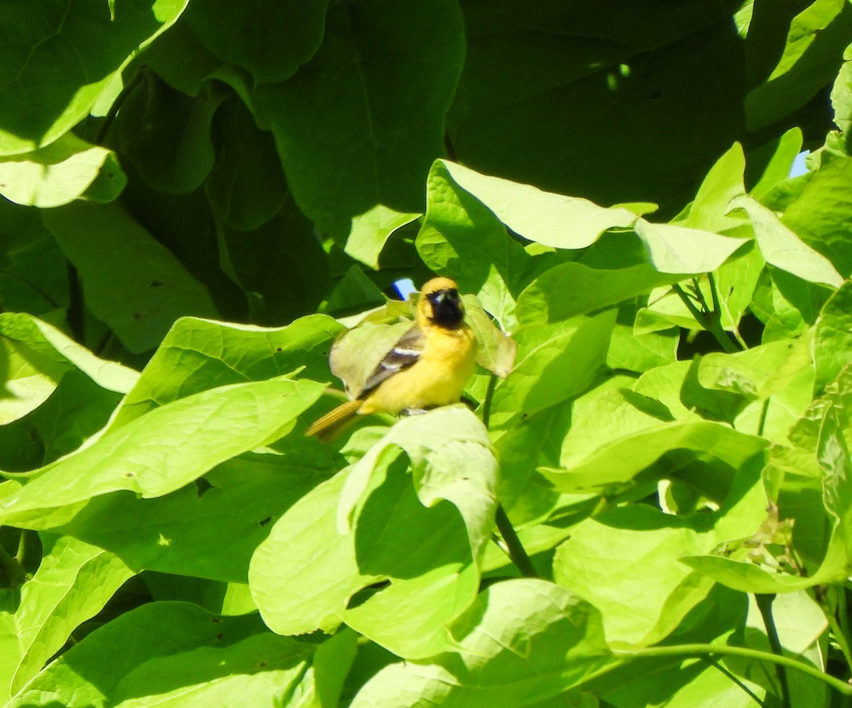 Orchard Oriole - ML620719411
