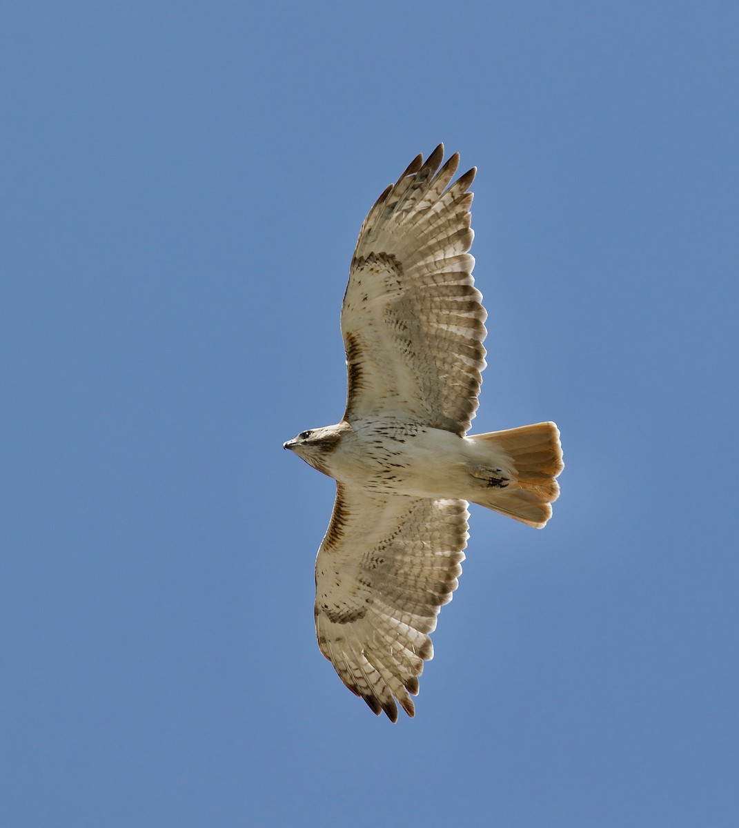 Red-tailed Hawk (borealis) - ML620719412