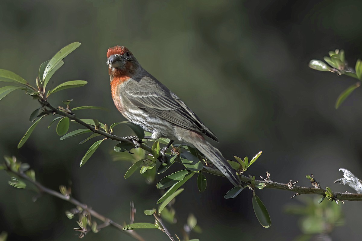 House Finch - Jim Tonkinson