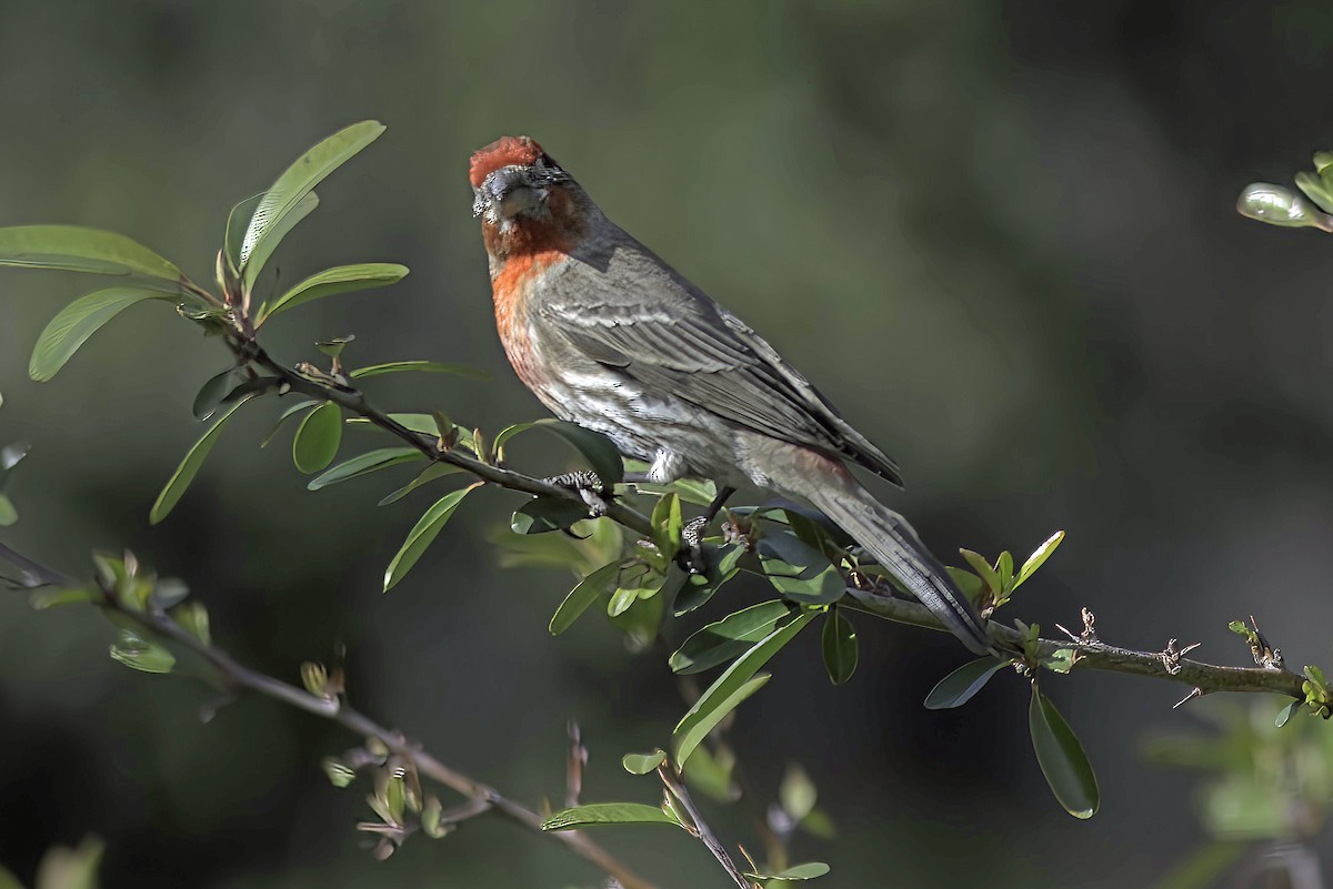 House Finch - ML620719414