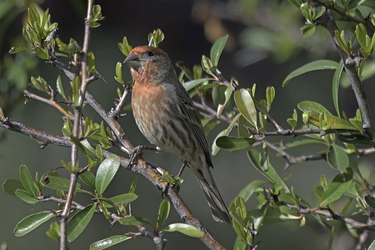 House Finch - ML620719415