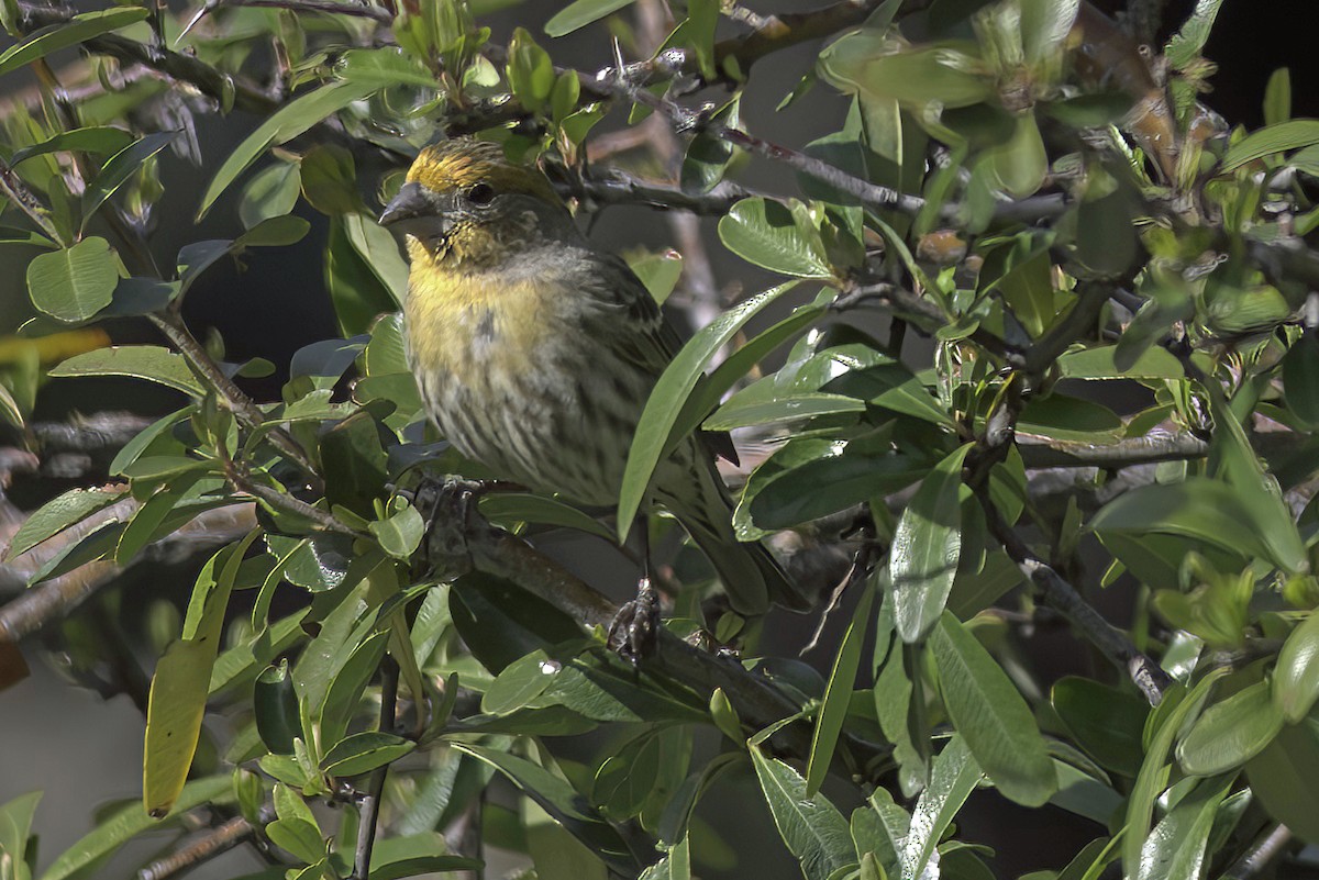 House Finch - ML620719416