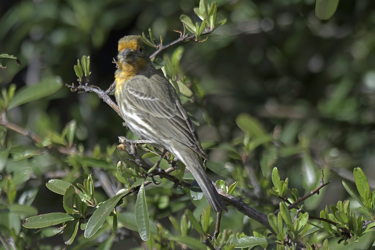 House Finch - ML620719418