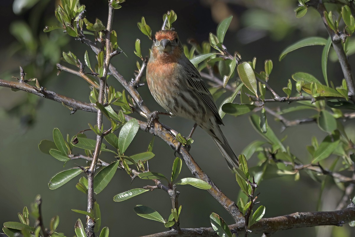 House Finch - ML620719419