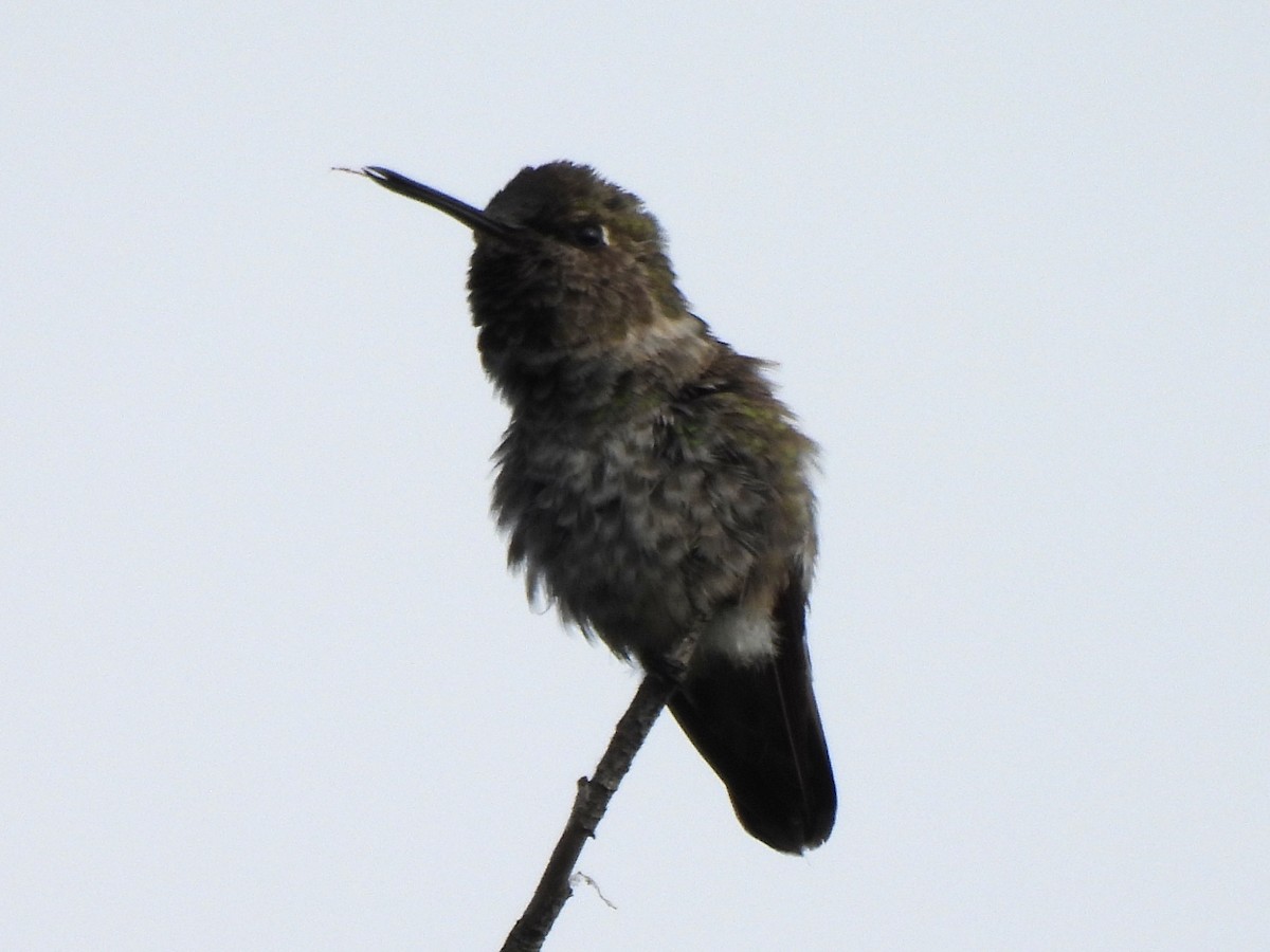 Anna's Hummingbird - ML620719421