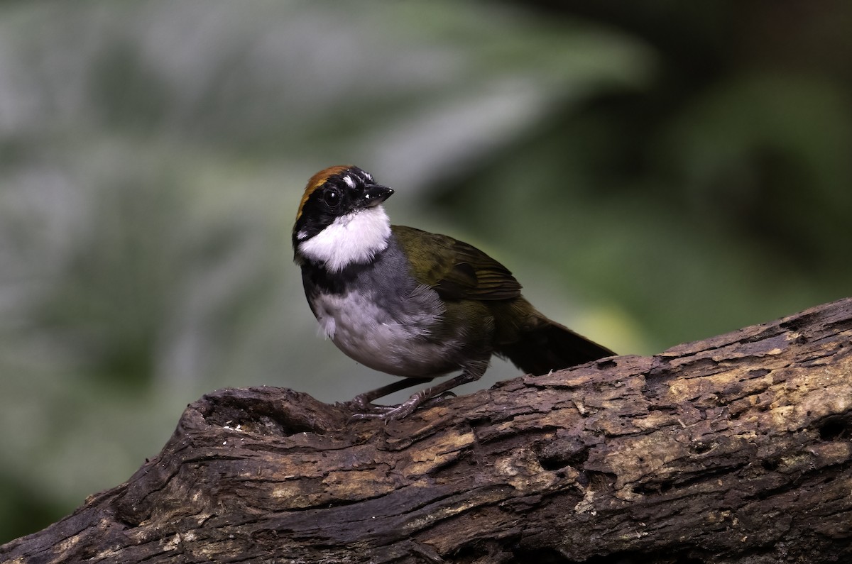 Chestnut-capped Brushfinch - ML620719424