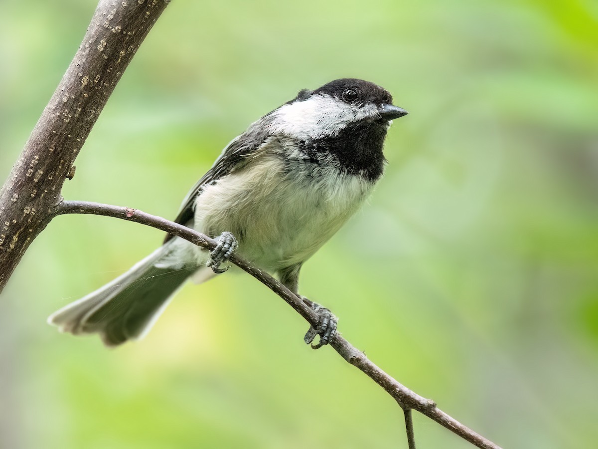 Black-capped Chickadee - ML620719425