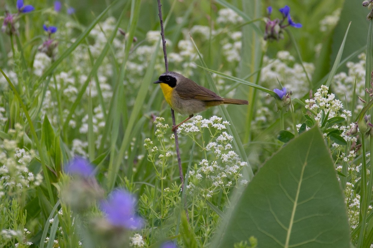 Common Yellowthroat - ML620719428