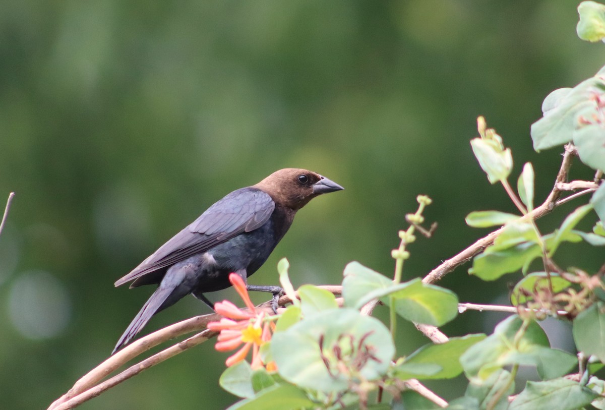 Brown-headed Cowbird - ML620719429