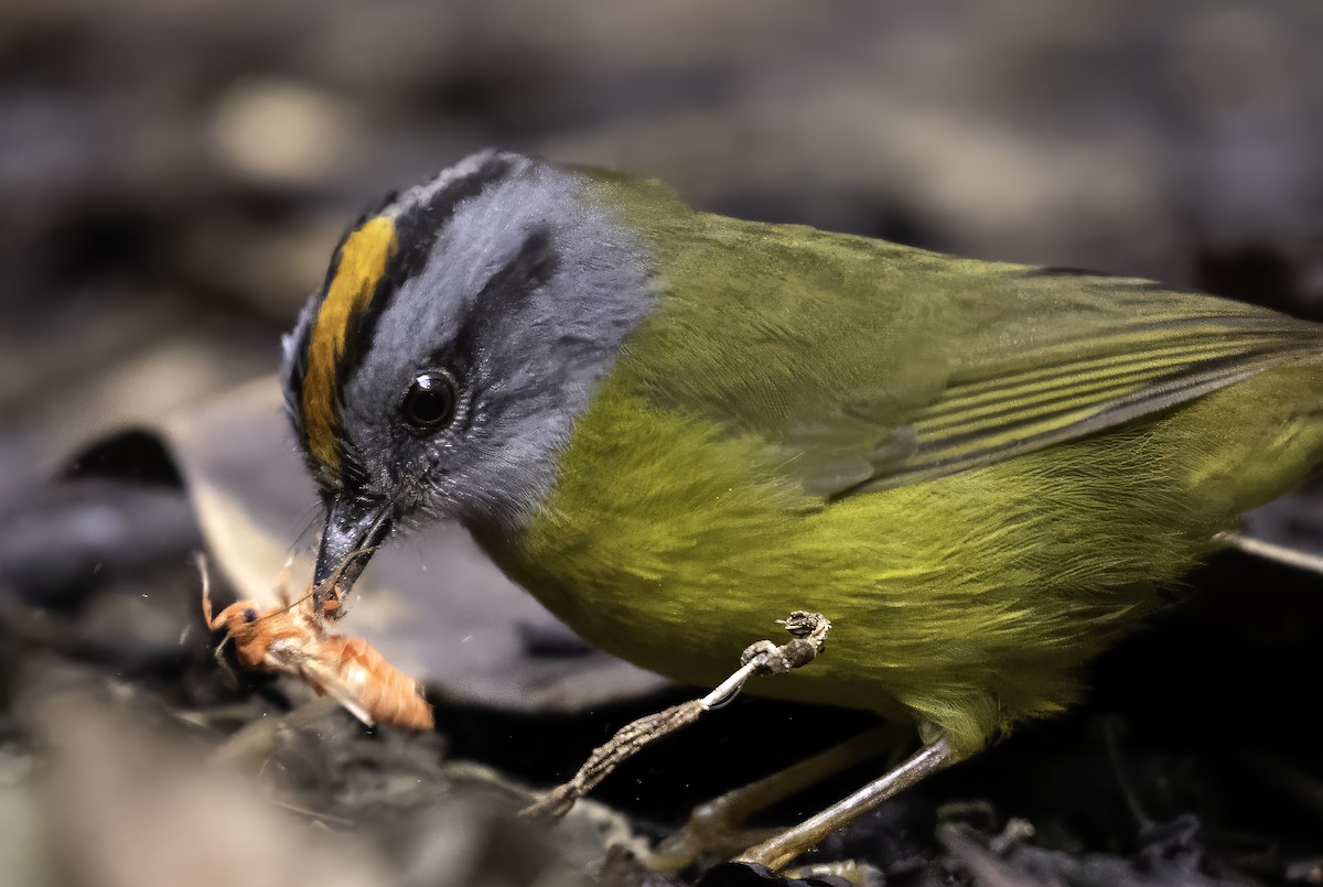 Russet-crowned Warbler - ML620719436