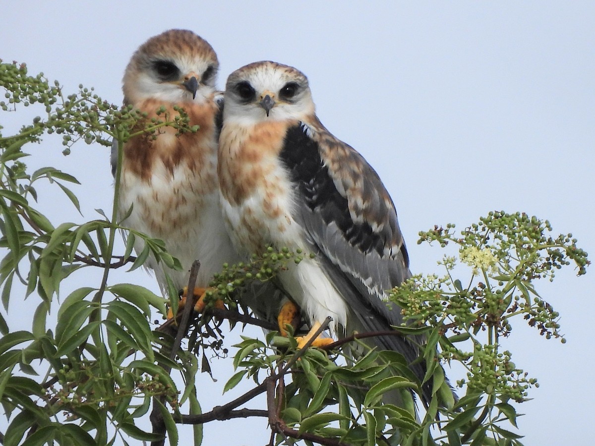 White-tailed Kite - ML620719437