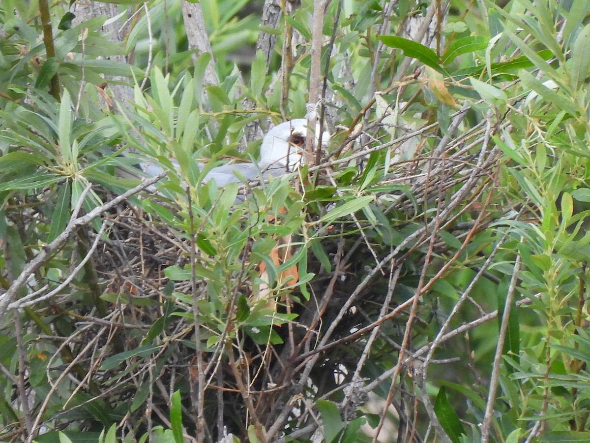 White-tailed Kite - ML620719438