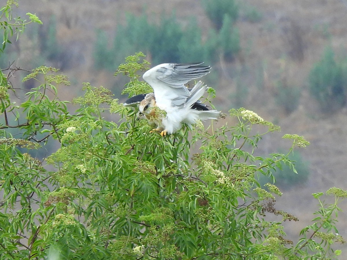 White-tailed Kite - ML620719440