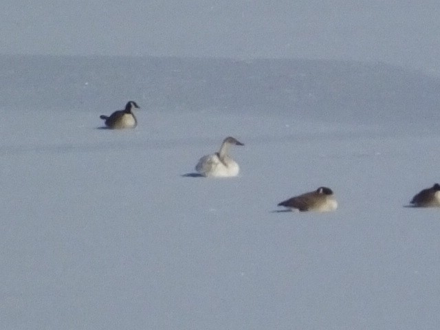 Tundra Swan - ML620719442