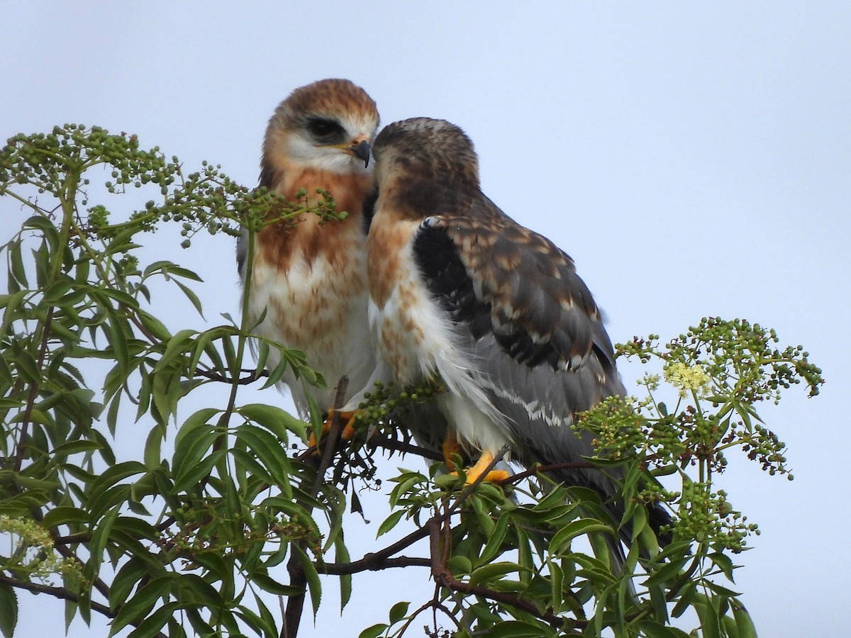 White-tailed Kite - ML620719444