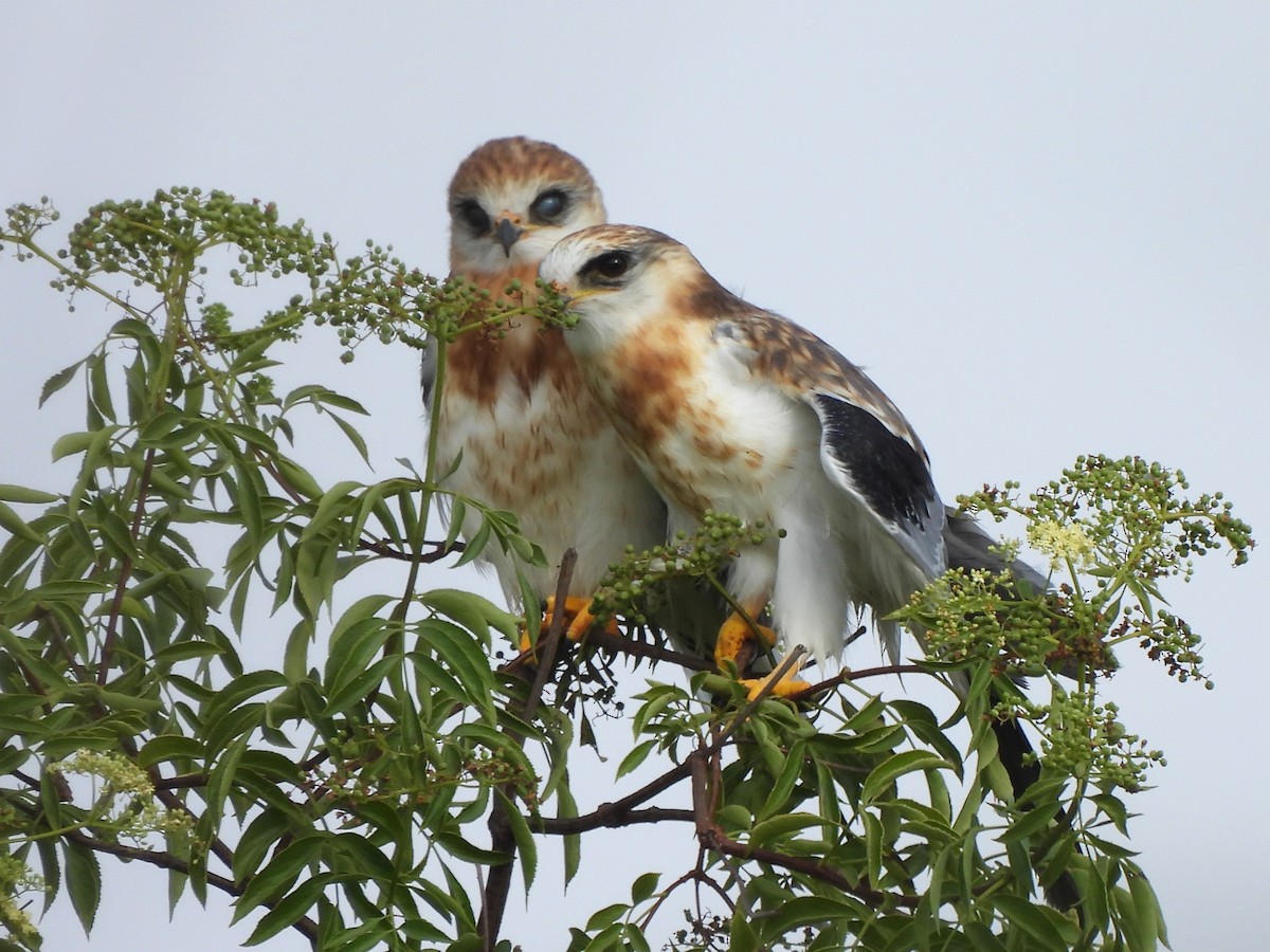 White-tailed Kite - ML620719445