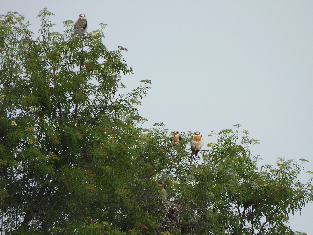 White-tailed Kite - ML620719447