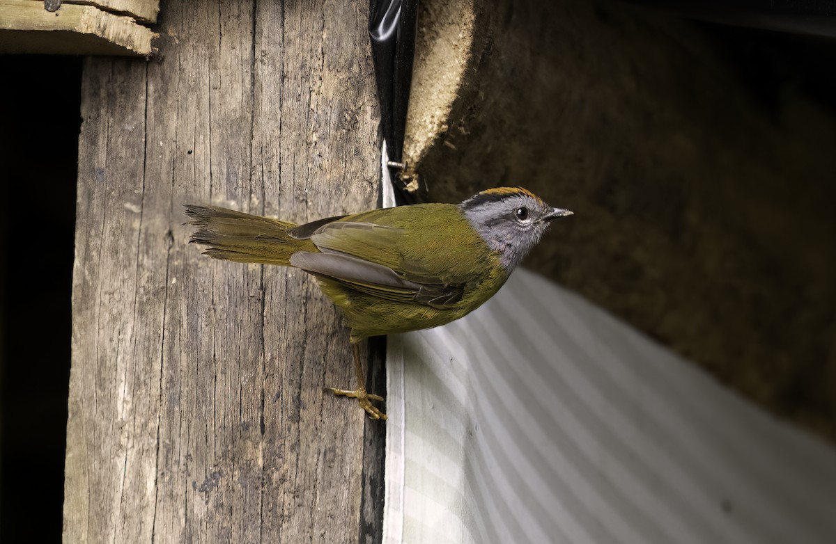 Russet-crowned Warbler - ML620719448