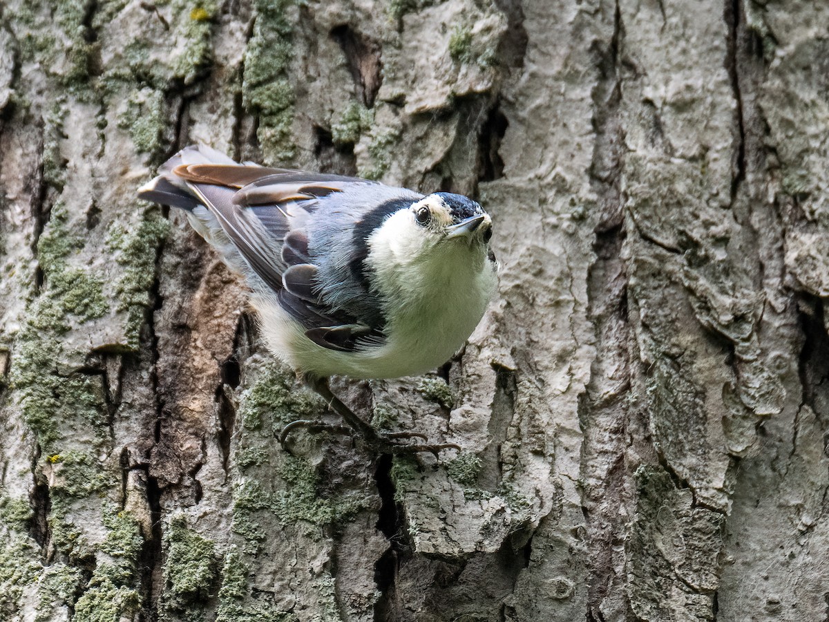 White-breasted Nuthatch - ML620719449