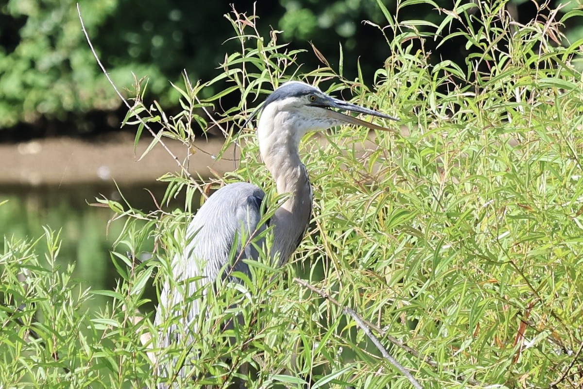 Great Blue Heron - ML620719450