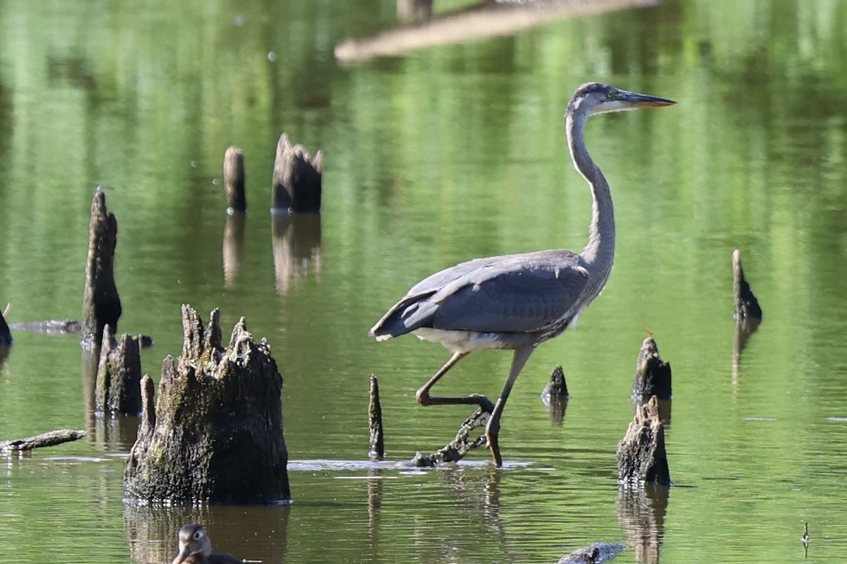 Great Blue Heron - ML620719451