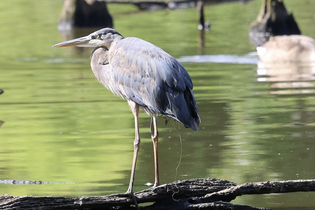 Great Blue Heron - ML620719452