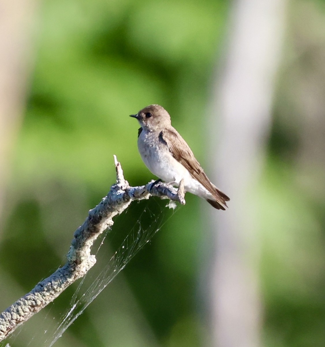 Northern Rough-winged Swallow - ML620719455