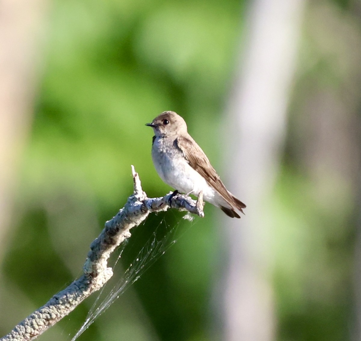 Northern Rough-winged Swallow - ML620719456
