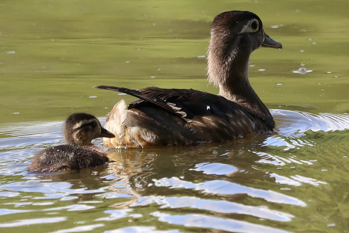 Wood Duck - ML620719470