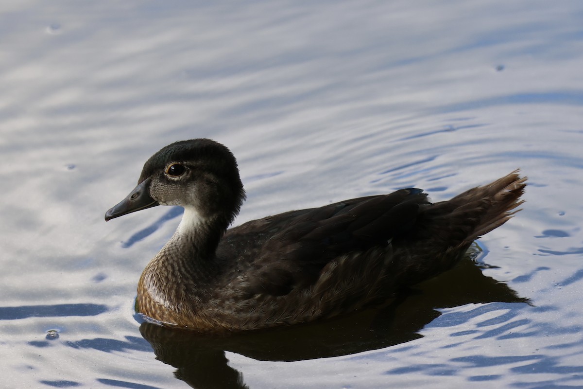 Wood Duck - ML620719473