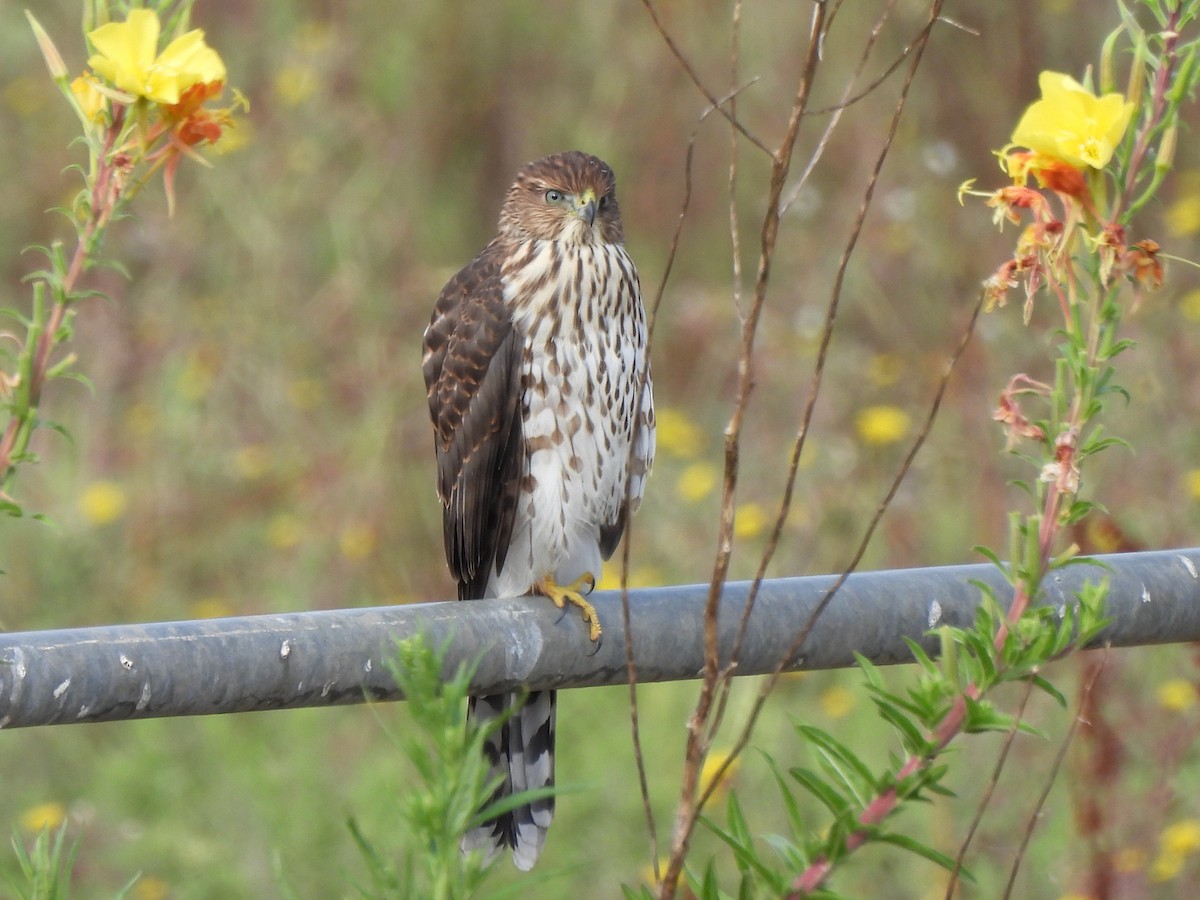 Cooper's Hawk - ML620719478