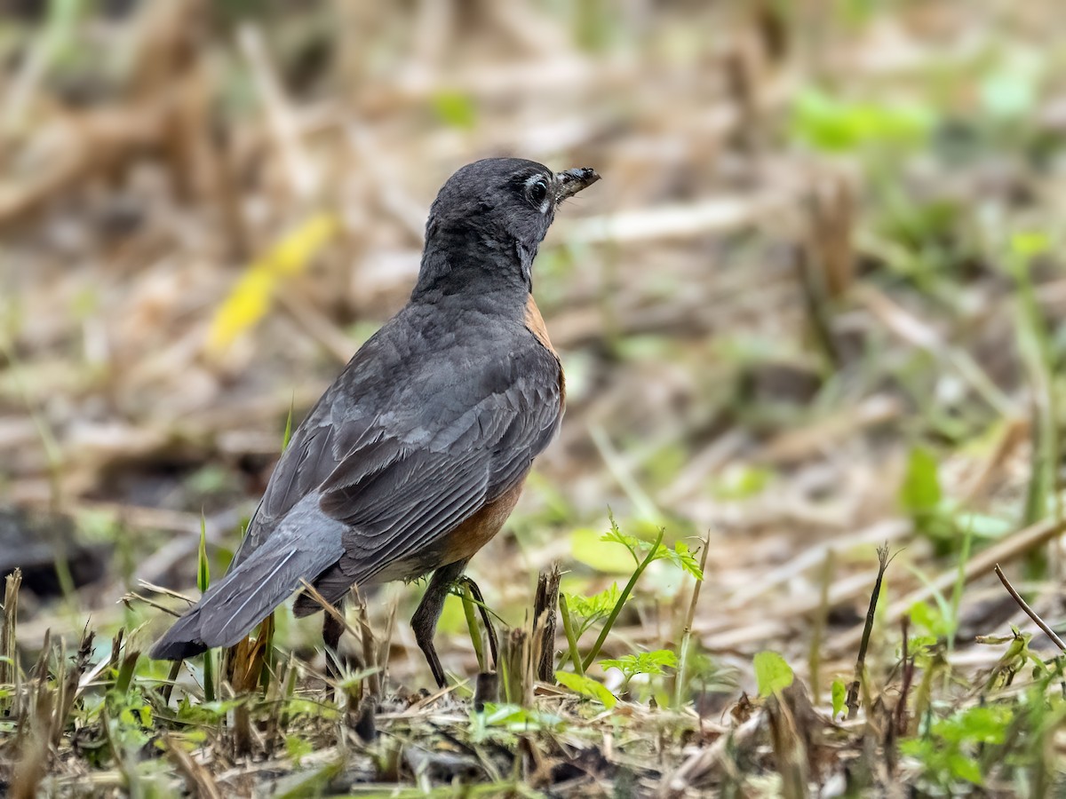 American Robin - ML620719484