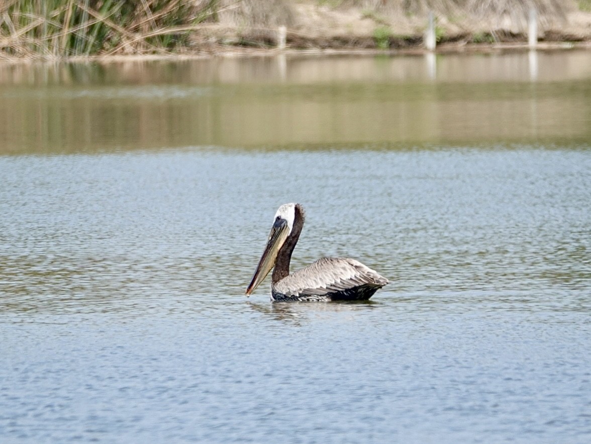 Brown Pelican - ML620719494