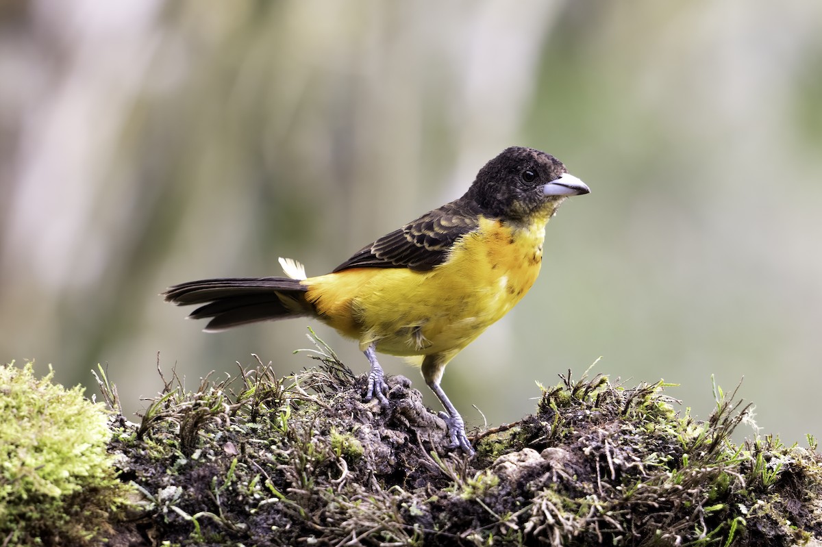 Flame-rumped Tanager - ML620719495