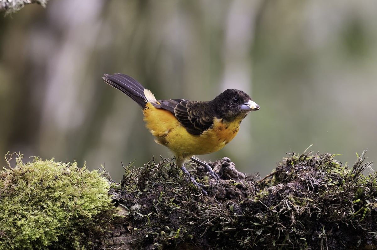 Flame-rumped Tanager - ML620719496