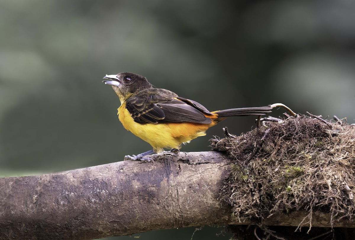 Flame-rumped Tanager - ML620719501